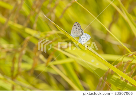 A pair of golden rice ears and lycaenid butterfly A pair of golden rice ears and lycaenid butterfly 83807066