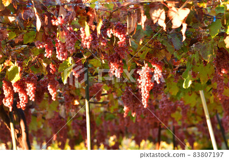 甲州北斗市白州町近豐收的釀造 83807197