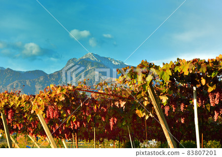 Hakushu-cho, Hokuto City, Koshu for brewing near harvest 83807201
