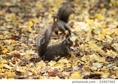Squirrel and autumn leaves Squirrel and autumn leaves 83807468