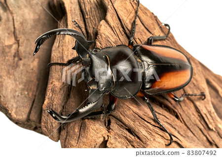 川之石鍬蟲 83807492