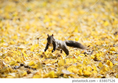 松鼠和秋天的落葉 83807526