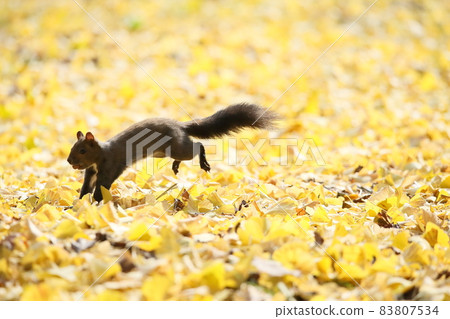 Squirrel and autumn leaves 83807534