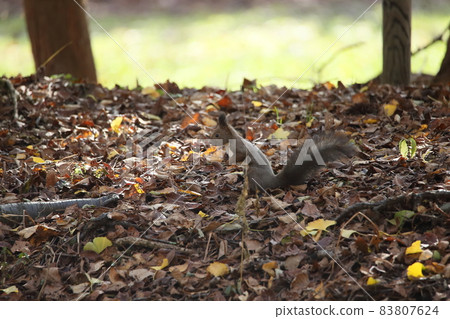 Squirrel and autumn leaves Squirrel and autumn leaves 83807624