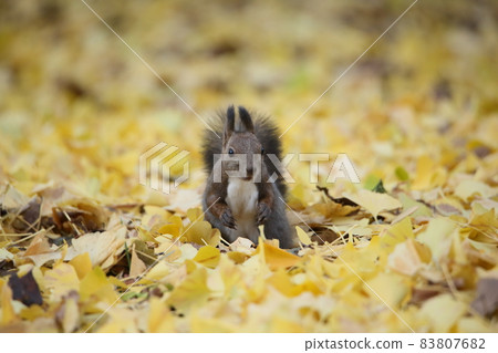 松鼠和秋天的落葉 松鼠和秋天的落葉 83807682