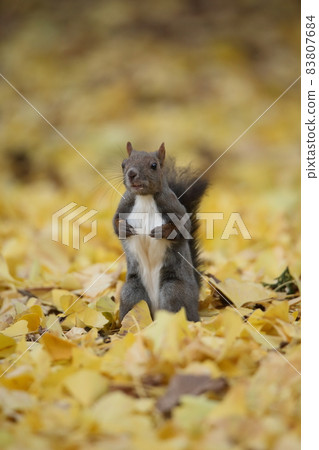 松鼠和秋天的落葉 松鼠和秋天的落葉 83807684