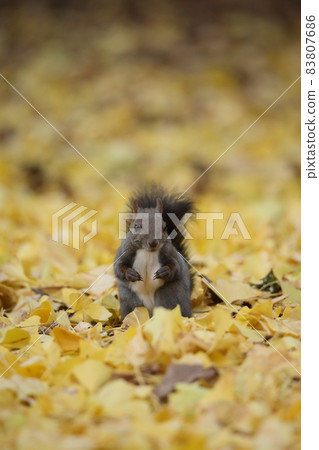 Squirrel and autumn leaves Squirrel and autumn leaves 83807686