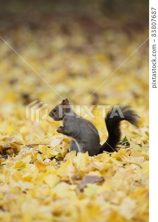 Squirrel and autumn leaves Squirrel and autumn leaves 83807687