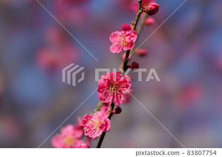 小白 小白 83807754