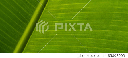 Texture of green leaves of a banana palm. Background of exotic leaves, close-up. Banner, copy space. 83807903