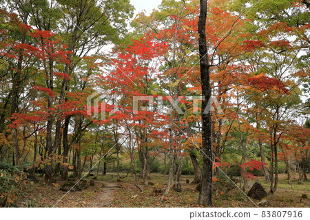 Autumn leaves in Hiruganobunsui Park Autumn leaves in Hiruganobunsui Park 83807916