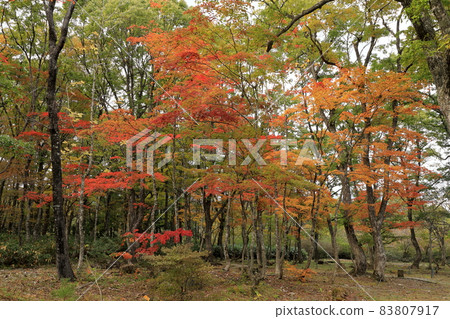 Autumn leaves forest Autumn leaves forest 83807917