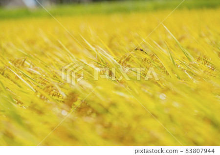 Red dragonfly flying in a row with golden rice ears 83807944