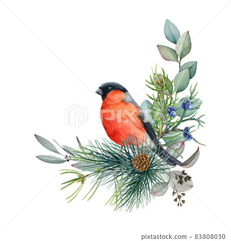 Winter floral rustic bullfinch bird arrangement. Watercolor illustration. Hand drawn natural decor with billfinch bird, pine, eucalyptus leaves. Winter decoration on white background Winter floral rustic bullfinch bird arrangement. Watercolor illustration. Hand drawn natural decor with billfinch bird, pine, eucalyptus leaves. Winter decoration on white background 83808030