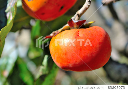 persimmon 83808073