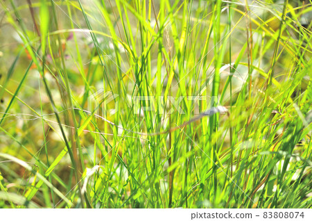 雜草對象 83808074