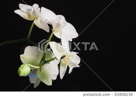 Branch of beautiful white orchid on black background 83808236