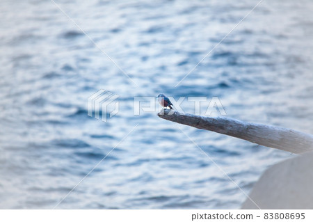 Umegahama on the Nichinan coast of the Pacific Ocean is an old perch on the rocky beach, aiming for morning food. 83808695