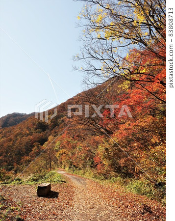 山形縣明芝峽秋天 山形縣明芝峽秋天 83808713