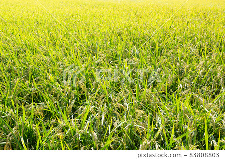 Rice paddies Rice paddies 83808803