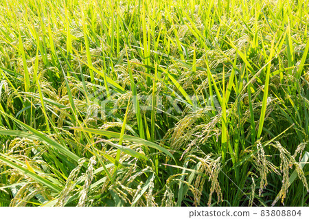 Rice paddies 83808804