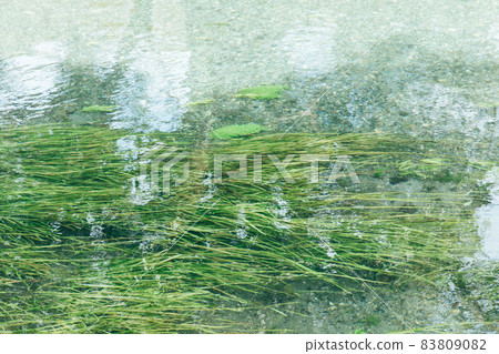 Water surface and aquatic plants Spring water and aquatic plants Beautiful water surface Water surface and aquatic plants Spring water and aquatic plants Beautiful water surface 83809082