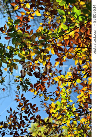 Autumn leaves of beech that heal in the sunlight through the trees Autumn leaves of beech that heal in the sunlight through the trees 83809634
