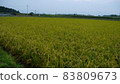 Japanese landscape, rice fields with rice ears, Koshi City, Kumamoto Prefecture 83809673