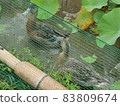 Oita Prefecture National Treasure Usuki Stone Buddha's Hass Field Duck Farming Duck 83809674