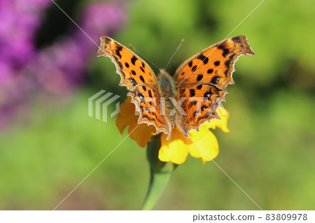 Comma sucking the nectar of the yellow marigold flowers that bloom in the autumn garden Comma sucking the nectar of the yellow marigold flowers that bloom in the autumn garden 83809978
