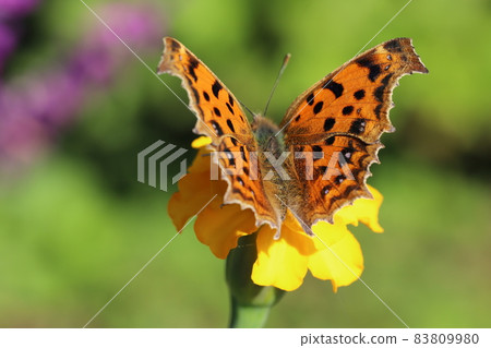 Comma sucking the nectar of the yellow marigold flowers that bloom in the autumn garden Comma sucking the nectar of the yellow marigold flowers that bloom in the autumn garden 83809980