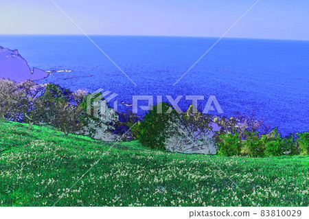 越前水仙 Nashigadaira 越前水仙冬景 83810029