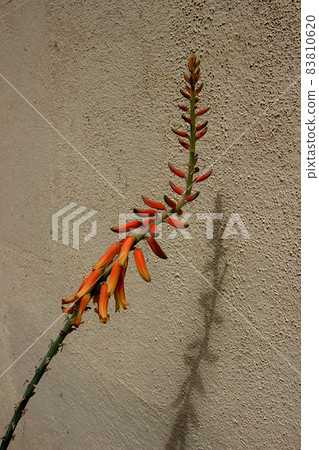 Twig of Aloe Vera Flowers and Buds 83810620