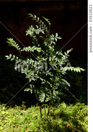 Upcoming Curry Leaves Plant 83810621