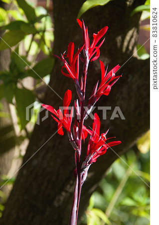 Bunch of Red Canna indica Flowers Bunch of Red Canna indica Flowers 83810624