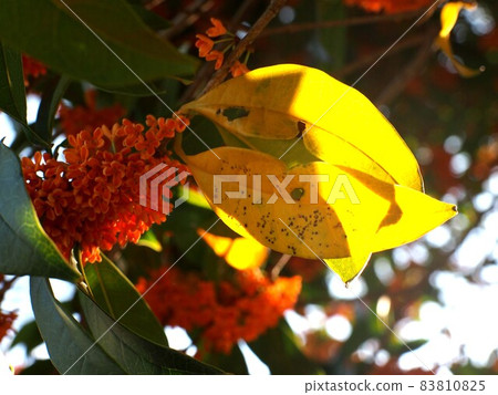 Kanagi 犀 in the autumn sun (yellow leaves and flowers of Osmanthus fragrans in the morning sun) Kanagi 犀 in the autumn sun (yellow leaves and flowers of Osmanthus fragrans in the morning sun) 83810825