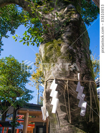 Scenery of the precincts of Tenso Shrine 83810853