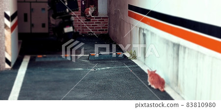 首爾江北一棟別墅停車場的兩隻流浪貓互相凝視 83810980