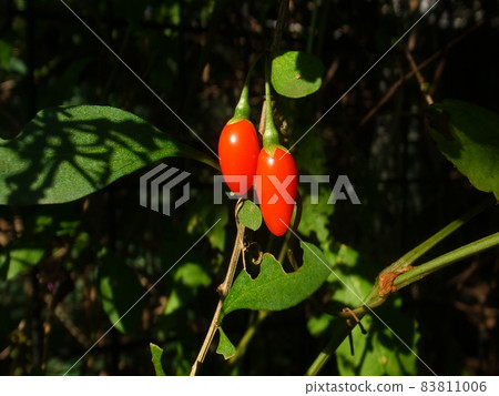 Matrimony vine 83811006