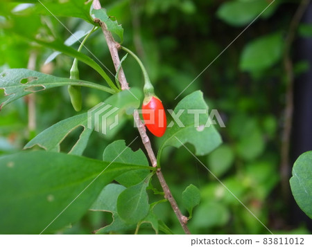 Matrimony vine Matrimony vine 83811012