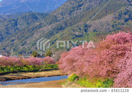 河津櫻花盛開 河津櫻花盛開 83811228