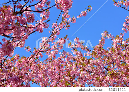 Kawazu cherry blossoms in full bloom 83811321