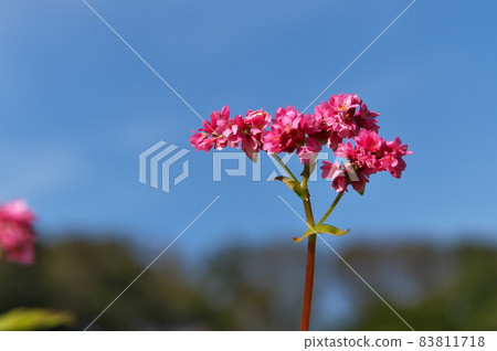 蕎麥花紅蕎麥 83811718