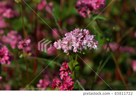 蕎麥花紅蕎麥 83811722