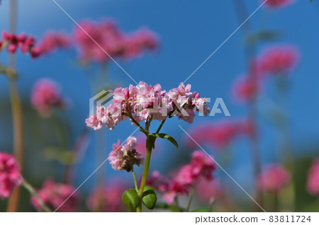 Buckwheat flower red buckwheat 83811724