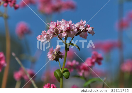 Buckwheat flower red buckwheat 83811725
