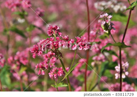 蕎麥花紅蕎麥 蕎麥花紅蕎麥 83811729