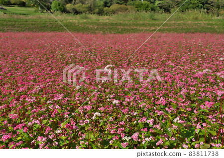 Buckwheat flower red buckwheat Buckwheat flower red buckwheat 83811738
