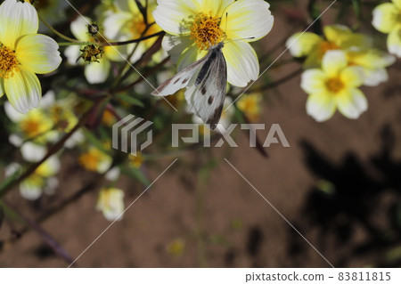 Cabbage white butterfly sucking the nectar of the yellow flowers of winter cosmos blooming in the autumn garden Cabbage white butterfly sucking the nectar of the yellow flowers of winter cosmos blooming in the autumn garden 83811815