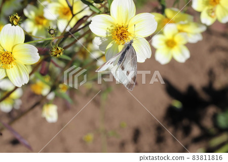 Cabbage white butterfly sucking the nectar of the yellow flowers of winter cosmos blooming in the autumn garden Cabbage white butterfly sucking the nectar of the yellow flowers of winter cosmos blooming in the autumn garden 83811816